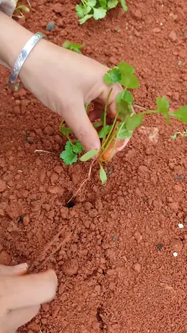 #nongsan #nhavuonthuthu 