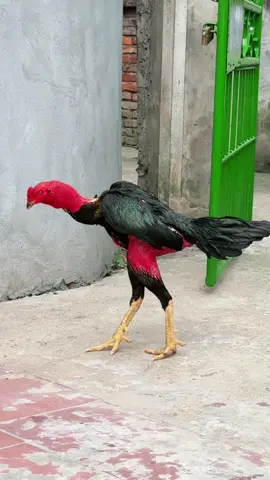 Siêu mẫu #?gachoivietnam❤️❤️❤️ #?gachoivietnam🐓🐓🐓 #?gachoii❤️❤️ #gadonvietnam 