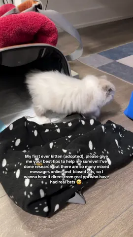 Trying not to let the anxiety take over - she’s sleeping peacefully after a lot of playing 😴  #kitten #rescuecat #catdistributionsystem #cat #catsoftiktok 