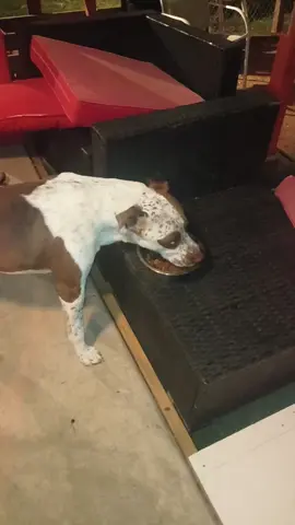 Yeah he worked up an appetite 😂  #gottalovehim #myfurbaby #PetsOfTikTok #massfollowing🔥🔥 