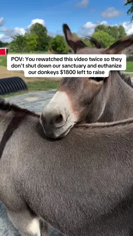 Want to show some love to a donkey? They actually prefer a good scratch over a pat! This is because donkeys naturally groom and scratch each other, so they might not understand what patting means. We may like to pat our donkeys but scratching is much more appreciated by most donkeys. #SaveOurSanctuary #oursanctuary #horsegirl #horses #paizleysponies