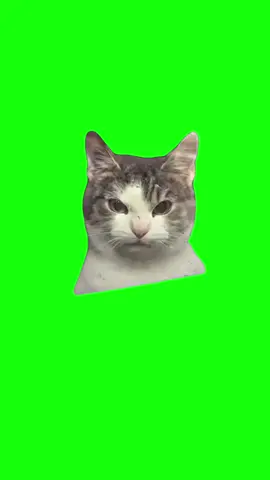 Evil Cat | Green Screen #cat #catmemes #catlover #funnycats #fyp 