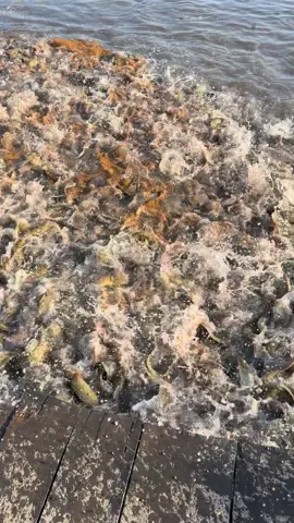 Lên luôn rồi tạo vàng nhanh cho kịp giá