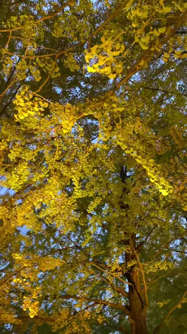 how my eyes blining🥹✨