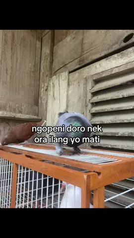 #promomakan1111 #fypシ゚ #merpatikolongbebas #mhvudbf #sobatngeplek 