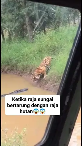 Buaya VS harimau😱 #fyp