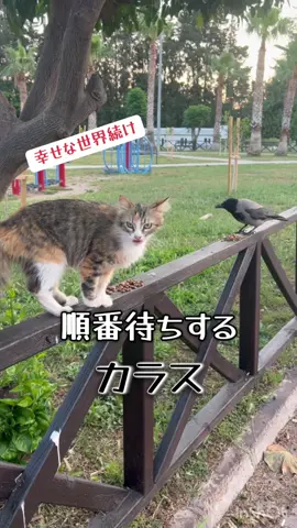 ツートンのカラス見たことあります？#トルコ#クック村#幸せな世界続け#カラス