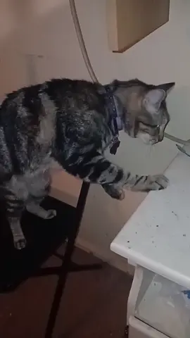 Thys guy tends 2 dance 2 the beat of his own drum  #myfurbaby #gottalovehim #PetsOfTikTok #massfollowing🔥🔥 