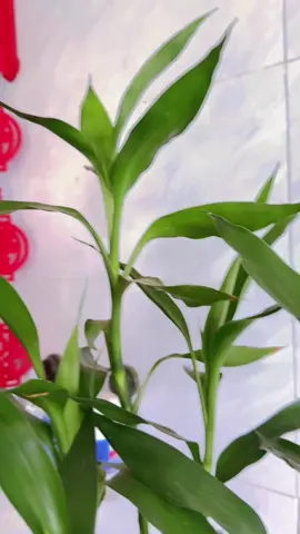 Móc tài lộc #tet2026🧨🧨🧨🧨🧨🧧🧧🧧 #tiemdotet2026 #tetbinhngo2026🧧🎆🧨 