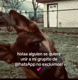 #gruposdewhatssap #ola #rosa #textoblanco #perritos #fypシ #xyzbca 
