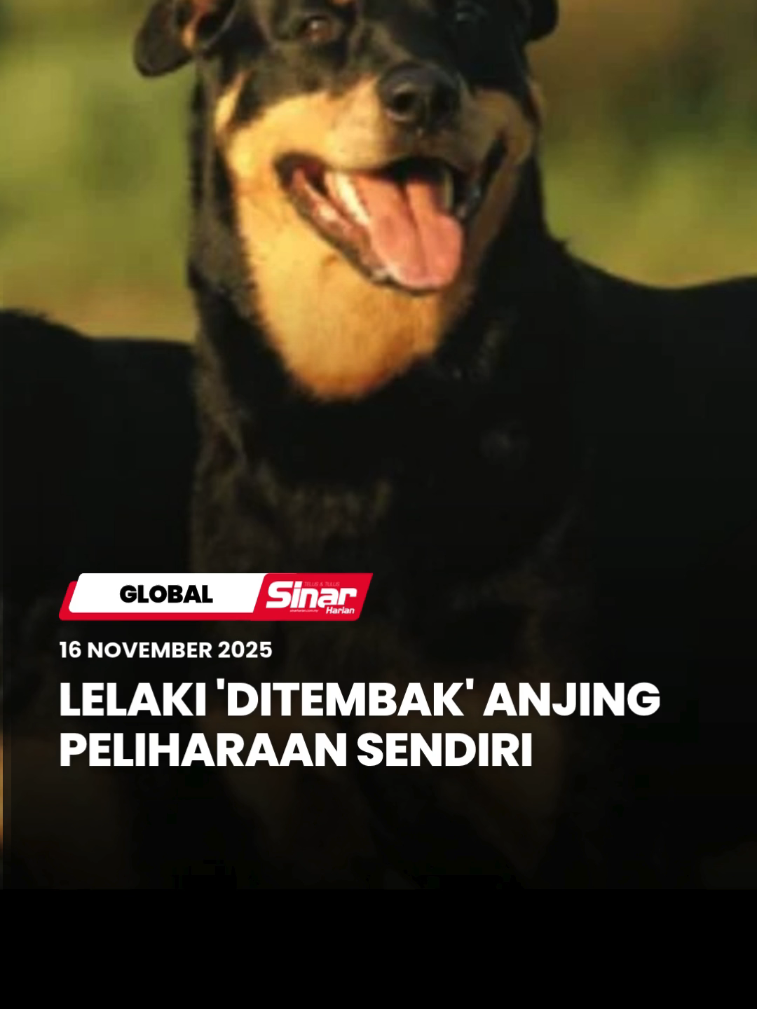 Seorang lelaki berusia 53 tahun nyaris maut apabila terkena tembakan yang dilepaskan secara tidak sengaja di kediamannya di Shillington, Amerika Syarikat (AS), Selasa lalu. Menurut laporan New York Post, kejadian berlaku kira-kira jam 11 malam ketika mangsa sedang membersihkan senapang patah miliknya itu di bilik tidur. Senjata itu diletakkan di atas katil sebelum anjing peliharaannya tiba-tiba melompat kerana menyangka mangsa memanggilnya.  #SinarHarian #SinarTerkini #ditembakanjingsendiri #lelakinyarismaut #global