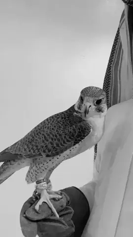#الصقر #طير #❤️❤️❤️ #بدو 