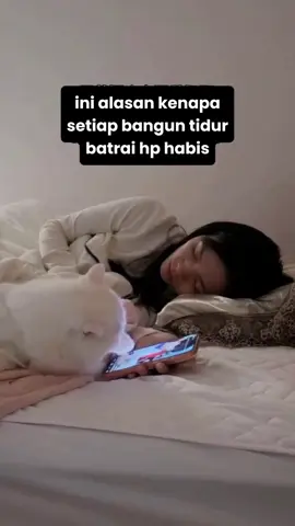 Mau CO whiskhas sendiri meng 😺#kucinglucu #videokucing #fypdong 