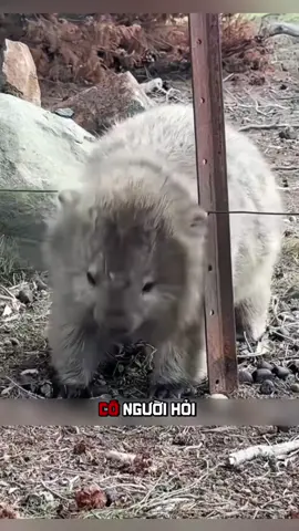 🐾 Wombat: Nỗi Khổ Của Việc Thích Đào Hang Và Biệt Tài Tự Chữa Lành. #khampha #thuvi #dongvat #wombat #fyp 