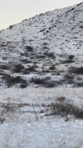 Тарбағатайдың бөрілері#тарбагатайскийрайон #қасқыр🐺 #fyppppppppppppppppppppppp 