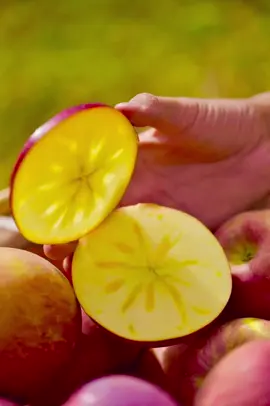 Có tí ánh nắng nhìn táo mê quá ạ#hoaquangon #hoaquanhapkhau #hoaqua #xuhuongtiktok #xuhuong 