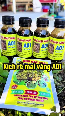 Kích rễ mai vàng A01 dùng để giâm cành chiếc cành phục hồi cây yếu. Khi mua combo 4 lọ kích rễ còn được tặng 1 gói vua bật chồi#kichre#kichremaivanga01#xuhuongtiktok#thuquangngai76 
