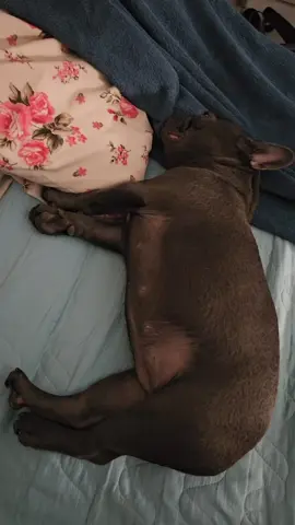 Olívia mimindo no paninho. #pet #filhotesdecachorro #bulldogfrances