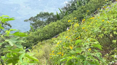 Mng đi nhanh không hết hoa 16-11 #bavi 