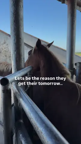 #Repost  LET’S BE THE REASON THEY GET THEIR TOMORROW. The trucks don’t wait. They load. They go… .. and by tonight, every horse bought yesterday by the kill pen will be gone — hauled across the border, packed into a trailer with no light, no air, and no way out. We can still stop some of them. But only if we move NOW. The clock runs out at 4 PM. That’s when the truck leaves. Every dollar, every share, every single person who steps up right now — it all matters. It decides how many horses stay off that truck. How many get to breathe, run, and see another sunrise. We’re not just raising money. We’re intervening in a death sentence. Let us be the reason they live. Let us the reason they get their tomorrow. 💌 ᴅ̲ᴏ̲ɴ̲ᴀ̲ᴛ̲ɪ̲ᴏ̲ɴ̲s̲ ̲ᴄ̲ᴀ̲ɴ̲ ̲ʙ̲ᴇ̲ ̲ᴍ̲ᴀ̲ᴅ̲̲ᴇ̲ ̲ᴠ̲ɪ̲ᴀ̲:̲ —VENMO —PAYPAL  —DONOR-BOX:  —DonorBox  OR click the link in our Instagram profile for direct links to ALL donation platforms▪️ 🧷 If a rescued horse’s journey ends with us due to illness or injury, any remaining funds raised will be applied directly to another horse in need of rehabilitation within our care.