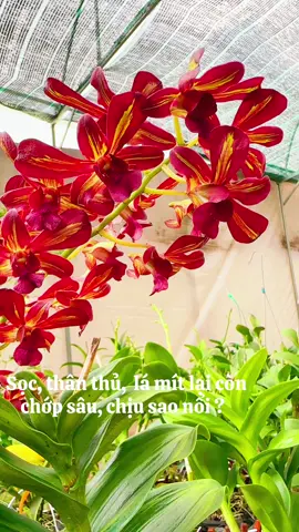 Minh chứng của việc tiêu tiền đúng cách#kimphunglamdong #nhachay #fyp #hoalan #viralvideo 