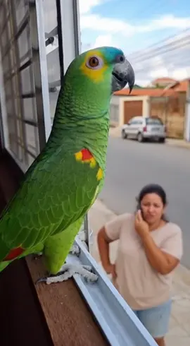 #memes #animaisnotiktok #pets #humortiktok 