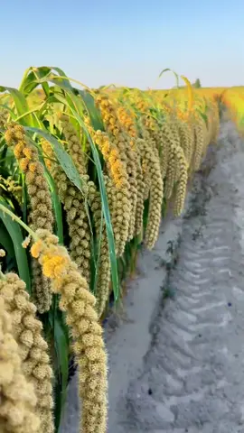 We are not selling products to you, but take natural beautiful things and happy life to you! Enjoy the nature together! #3hlink #Lavender #palmleaves #driedflowers #3hlinkflower #preservedflower #bohodecor #pampasgrass #hydrangea #homedecor #weddingdecoration #babybreath #handmadecrafts #hoteldecor #luxurydecor #flowerbouquet #flowerboxes #flowerbouquets #hydrangeas #christmasdecor #christmasflowers #preservedtree #witchbroom #christmas #driedflowerwholesale #cassiacinnamon #amarantus #willowbranch #minihaybales #decorhaybales 