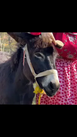 ليتني من زمان قد كنت لريف سلطان ايوب_طارش #ايوب_طارش #اكسبلور# صنعاء_تعز_عدن_اب_ذمار_حجة_حضرموت #الرياض_جده_مكه_الدمام_المدينه #اكسبلور #السعودية 