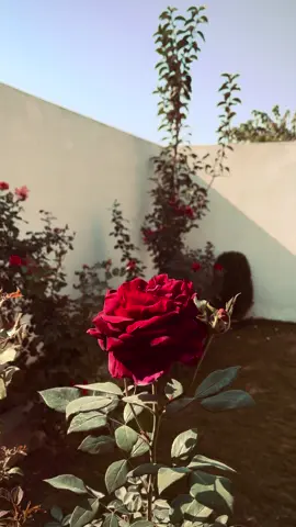 گلاب اپنی ساری زندگی کانٹوں میں گزار دیتا ہے کون کہتا ہے پھولوں کی زندگی میں غم نہیں ہوتے ❤️‍🩹🕊️