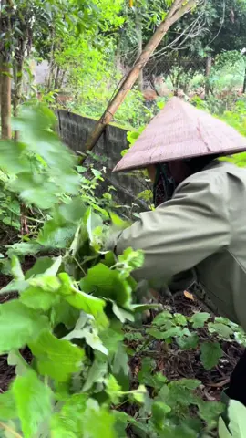 Trà mâm xôi mix vị #niemmacmong #tramamxoi #unangbuongtrung #daubungkinh #viemphukhoa 