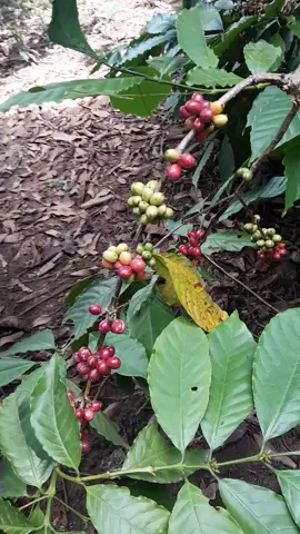 Cây cafe nhà mẹ năm nay ít trái quá.