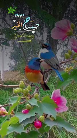 #جميل #صباح_الخير 