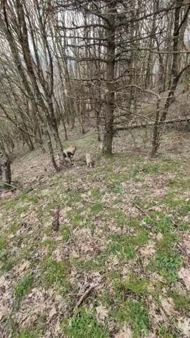 Manchi 🌈🐺@Bella_Jack 