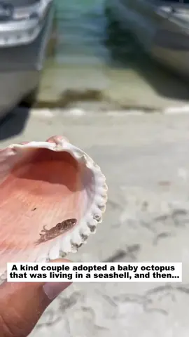 A kind couple adopted a baby octopus that was living in a seashell, and then...#Love #lovestory #oceanlife #octopus #pet 