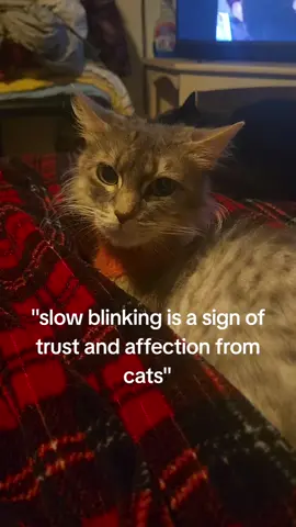 oh Willow why the distrust? #catlover #catsoftiktok #cats  #dexter #fyp