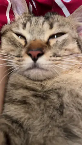 chưa an thần được miếng nào #fyp #foryou #cat #mèo #nhimchienxu 