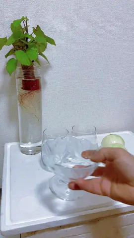 Đặt ở phòng ngủ.giúp làm sạch không khí,diệt vi khuẩn,phòng cảm cúm khi thời tiền giao mùa