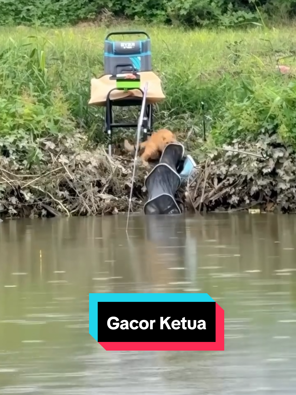 gacor ketua #fyp #cat #kucing 