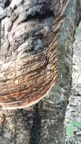 leh dah baya bagian kalah do dengganan dibaen hakayoan😪🥹🥲😁