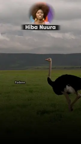 Caqliga Wanagsani Itaalka Wuu Dhaama 🤴🏾❤️ #hibonuura #gorayaduilmaheeda  #fyp #somalitiktok #foryou 