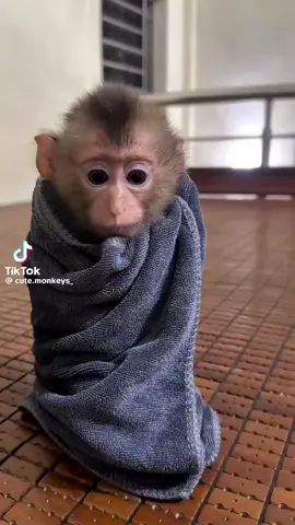 #herewithoutyou #3doorsdown #monkeybaby #monkeytrouble #cutenessoverload 