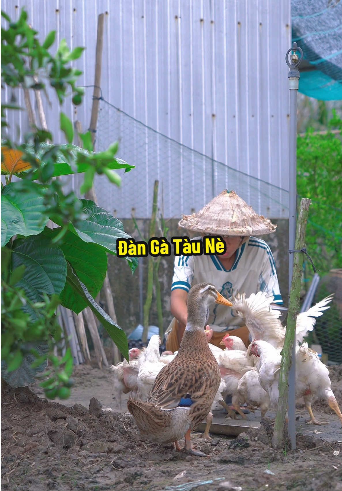 Bầy bà tàu mau lớn lắm luôn #hienonha 