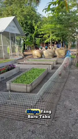 ide cerdas agar ayam merusak tanaman  #fyp #viral #trending #fyppppppppppppppppppppppp 