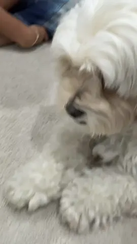 swagster #swag #coolestgangboi 