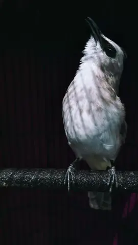 Ramekan Foto Trucukanmu Di komentar bolo..🤠 #kicaumania #ropelmania #trucukanmania #ropelmax #fyp 