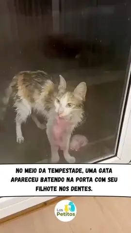 Duvido você não se emocionar com essa história #animais #gatosdetiktok #historiasdetiktok #amoreterno 