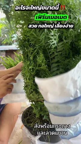อะไรจะใหญ่ขนาดนี่#เฟิร์น #เฟิร์นเมอเมด #ไม้ฟอกอากาศ #สินค้าปังดันยอดขาย 