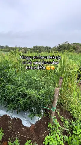 Full tanaman kita sekali ini  . Keriting kerinaaa🤣 infoo obat keriting  . Cabe ini prasaan da lama umur nya . Kok ga panen panen ya 🤣#fyp #petani #simalungun  #mbg  #cabai 