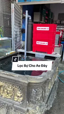 lọc tách phân size bự , phù hợp.cho chậu xi măng , chậu cảnh nổi trên mặt đất #cacanh #thanhaquahue #cákoi #lọcnướchồcá #lọcbaki 