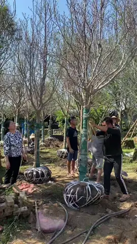 Mộc lan hàng víp vườn em về số lượng nhiều chuẩn bị   Đón têt 2026 NHÀ VƯỜN HOÀNG HIỆP # caymoclan#nhavuonhoanghiep